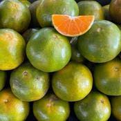 Honey Mandarin (Limau Madu) 1kg