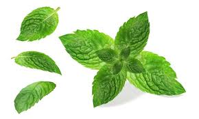 Pudina (known in English as Mint Leaves 100g